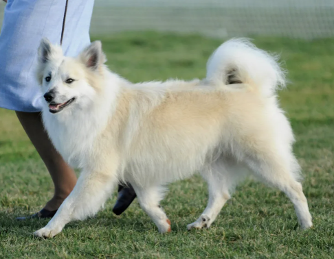 Kersins Midas Touch | Icelandic Sheepdog 