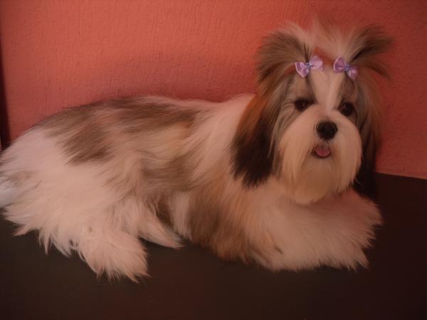 Rmoretto Cane Jessey | Lhasa Apso 