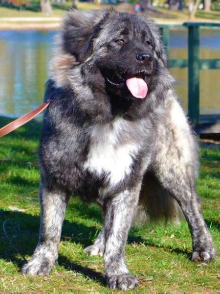 Wera Russtil K.O. (IMP ROU) | Caucasian Mountain Dog 