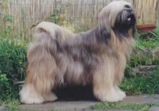 SCHANTI'S NIKO LAMLEH | Tibetan Terrier 