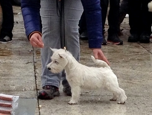 Akademiya Gnomov Parsli Retti | West Highland White Terrier 