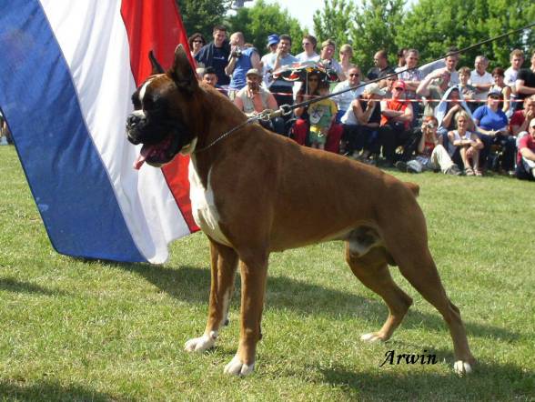 Pierce de la Tour Couronnee | Boxer 