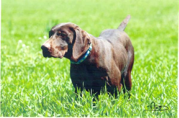 Une du Mas de l'Arbre | German Shorthaired Pointer 