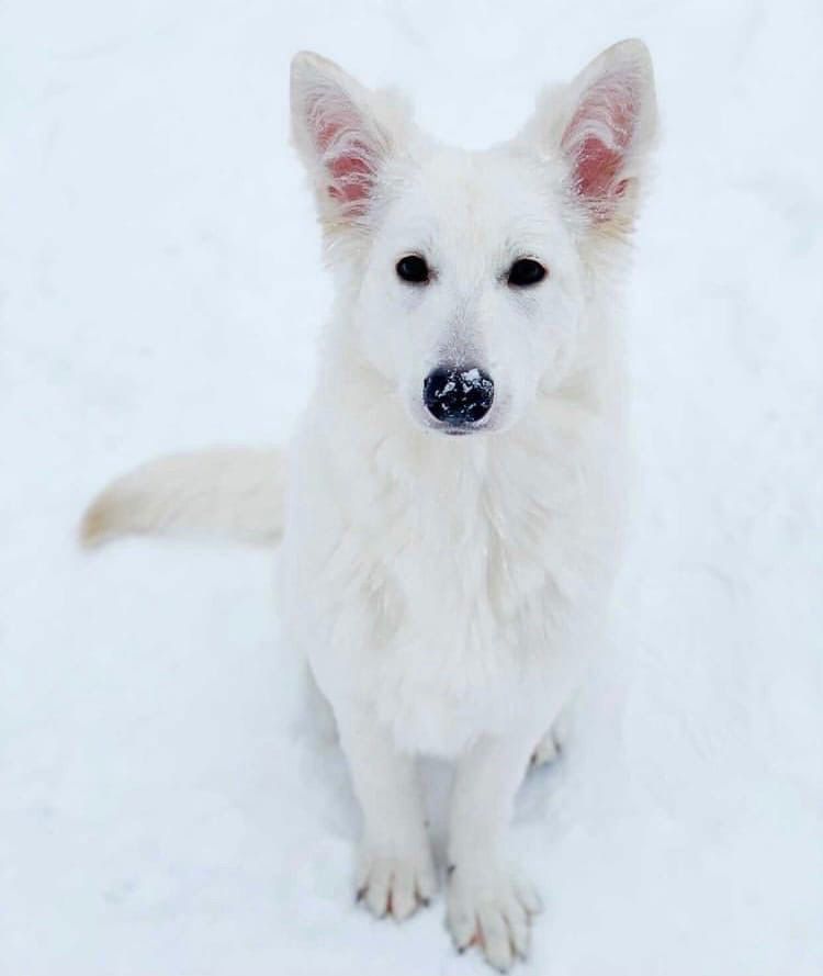 Nezhnoe Chudo Ot Big Hauz Nikta Patis | White Swiss Shepherd Dog 