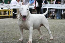 falco di casa sineri | Bull Terrier 