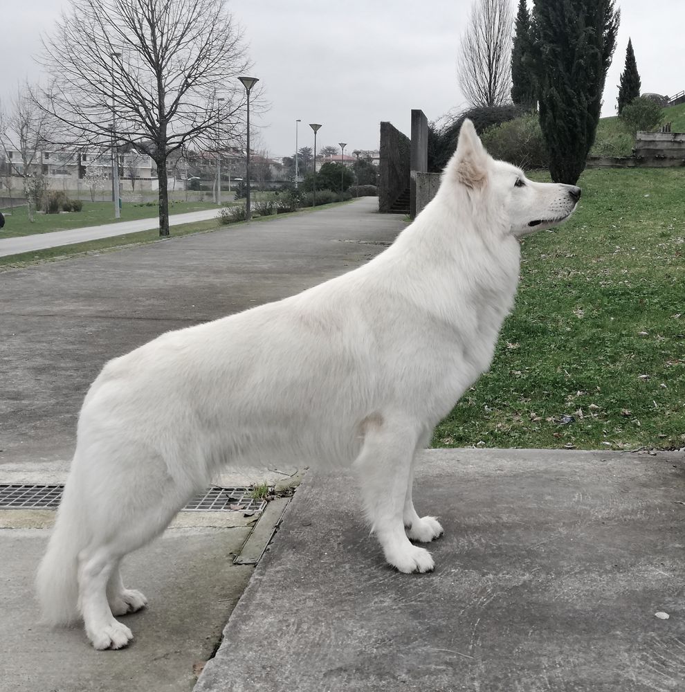 BALU VON BARON HAUS | White Swiss Shepherd Dog 