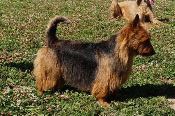 BANSHEE YAKOGOR Bella Vita | Australian Terrier 