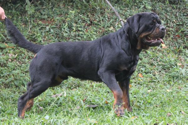 Khan Kao Bumbarin | Rottweiler 