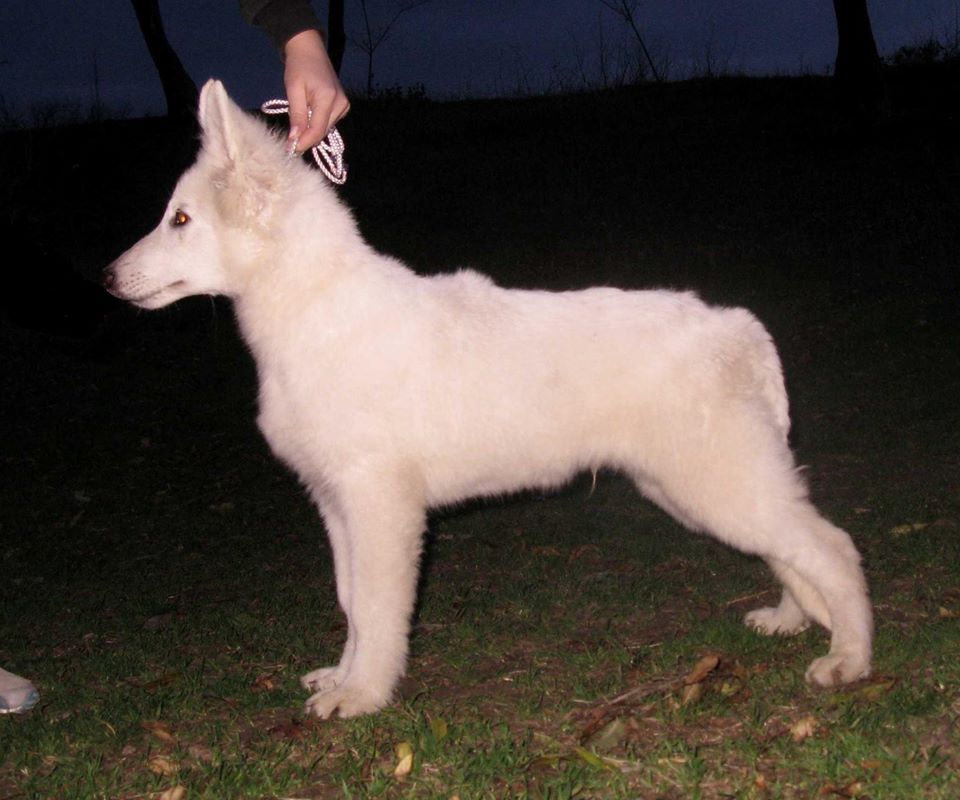 CHESTER MARIYA STAR | White Swiss Shepherd Dog 