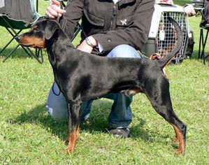 Ebre von Rottenbuch | German Pinscher 