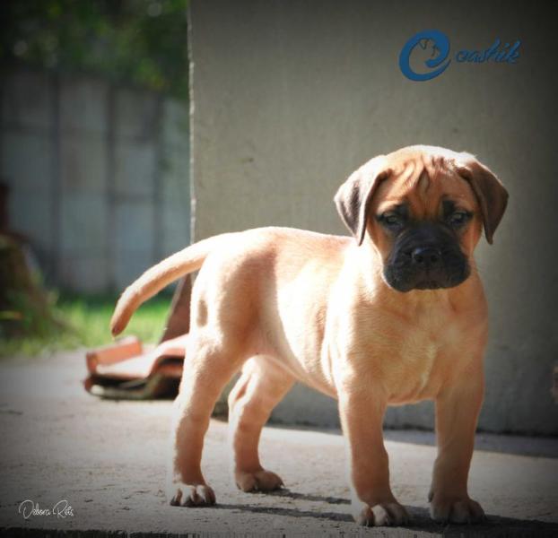 Eashik´s La Femme Nikita | Bullmastiff 