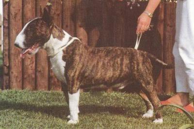 Zodiac Imperator | Bull Terrier 