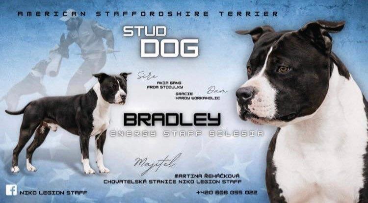 Bradley Energy Staff Silesia | American Staffordshire Terrier 