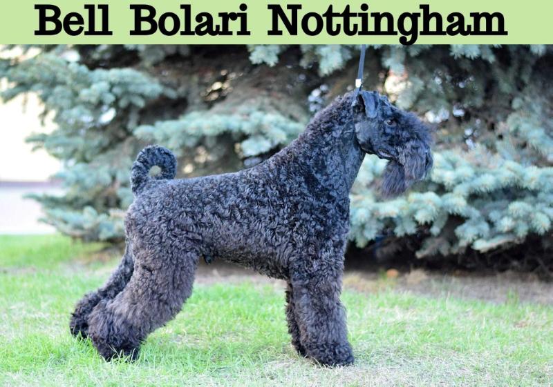 Bell Bolari Nottingham | Kerry Blue Terrier 