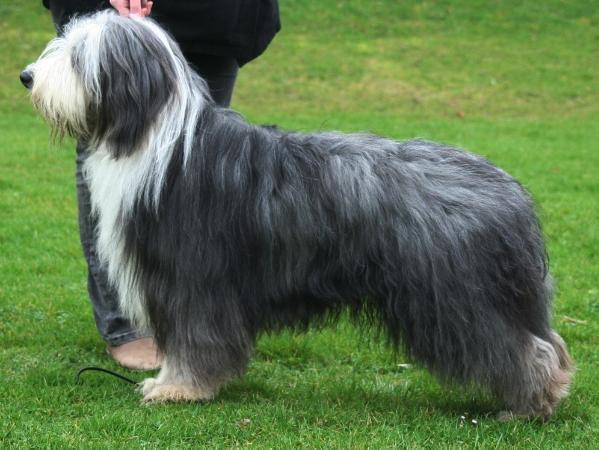 Never forget me age quod agis | Bearded Collie 