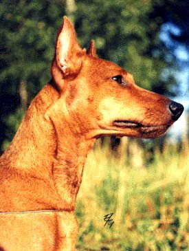 Malagris Ils Idalgo | Miniature Pinscher 