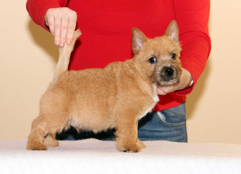 Sveliz Duncan | Norwich Terrier 