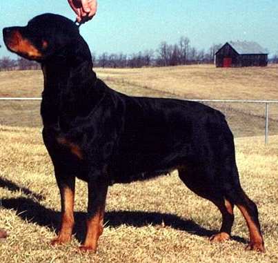 Tobant's texas Tootsie | Rottweiler 