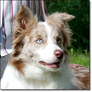 Orchid at Real Pearl | Border Collie 