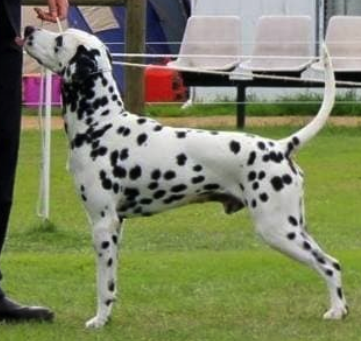 Gemcourt MajorJack Atadtaff (AI) | Dalmatian 