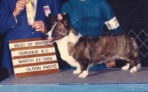 Megwyn's Cross Country Girl | Cardigan Welsh Corgi 