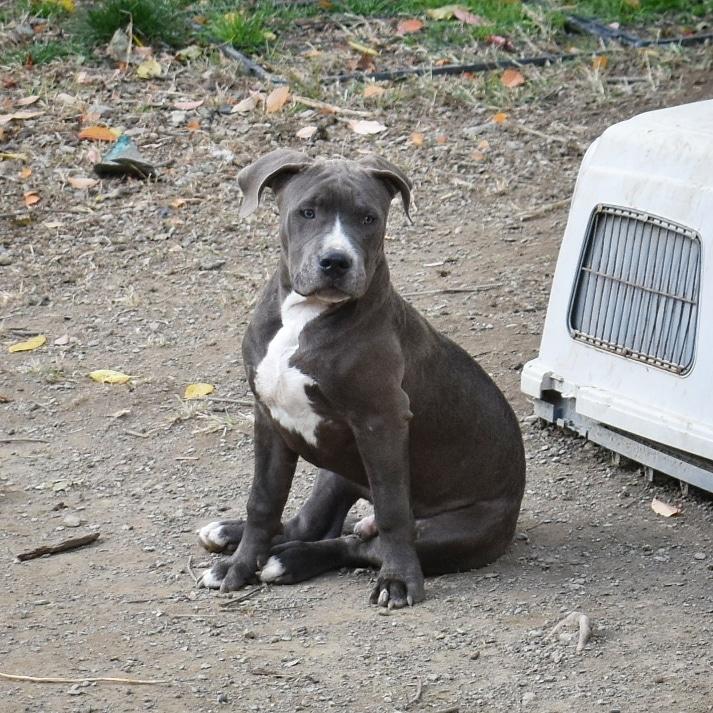 TRONS HANSHAW RAMBO | American Pit Bull Terrier 