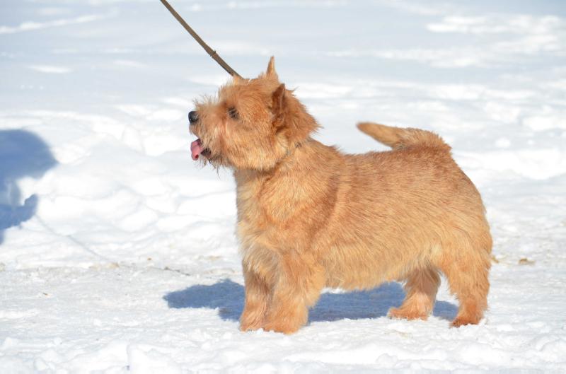 Let Me Do It Bestiyana | Norwich Terrier 