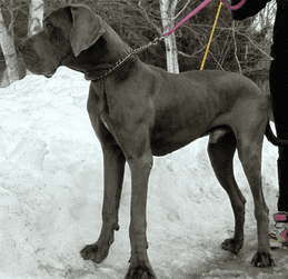 LVD's Big Sexy Maybach | Great Dane 