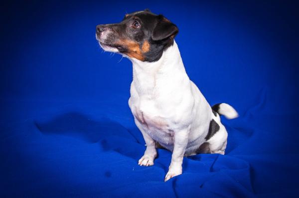 Kindred Soul Valtier's | Jack Russell Terrier 