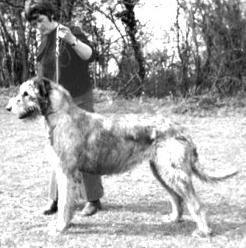 Erindale Colleen | Irish Wolfhound 