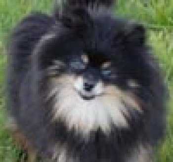 Tlc Lovely Tracy | German Spitz 