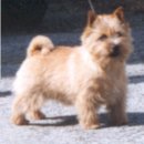 Titanium Cappuccino | Norwich Terrier 