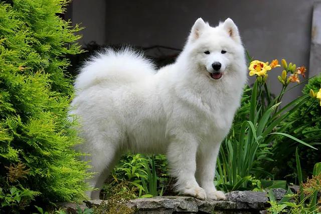 Dorian Spring Zhaklin | Samoyed 