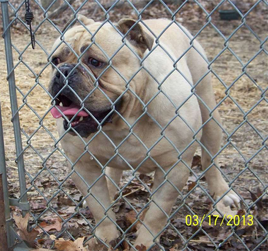 Parker's Bully Brutus | Olde English Bulldogge 