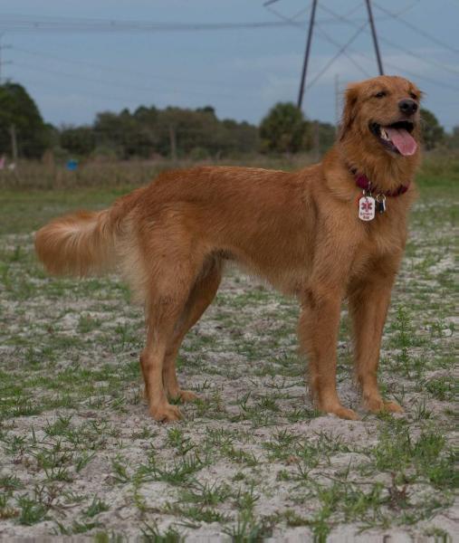 RUCA ROCU DEVIGILI | Golden Retriever 