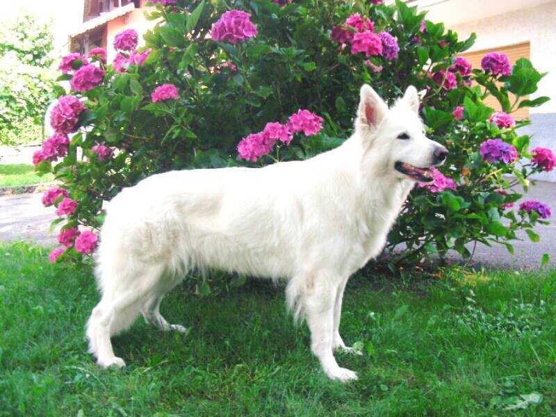 Aska 'ENCI 1254732' | White Swiss Shepherd Dog 