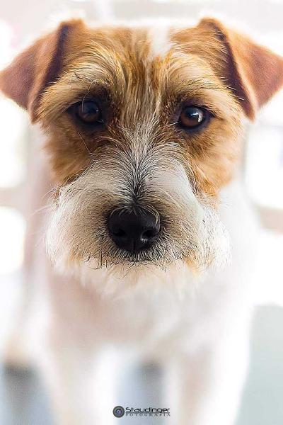 Jackandfish L'Ubriacatura Del Genio | Jack Russell Terrier 