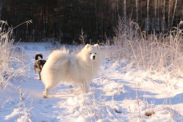 Gold Charm Don Juan | Samoyed 