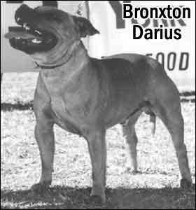 ?ronxton Darius | Staffordshire Bull Terrier 