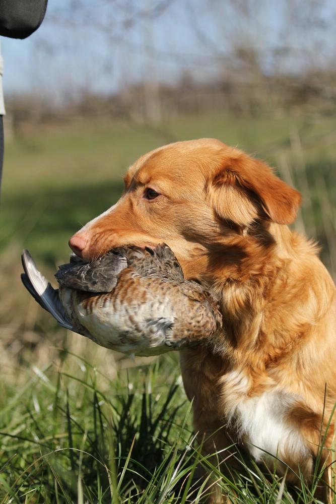 Toller's Delight Money Penny for T-F | Nova Scotia Duck Tolling Retriever 