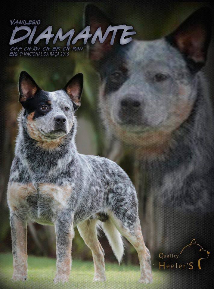 VANILEGIO DIAMANTE | Australian Cattle Dog 