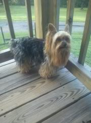 Carroll's Lil' Booger | Yorkshire Terrier 