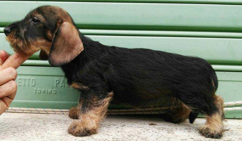 Scintillante Stella | Dachshund 