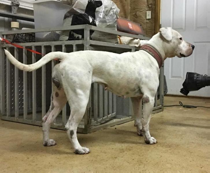 Jam Up Bulldogs Dakota | American Bulldog 