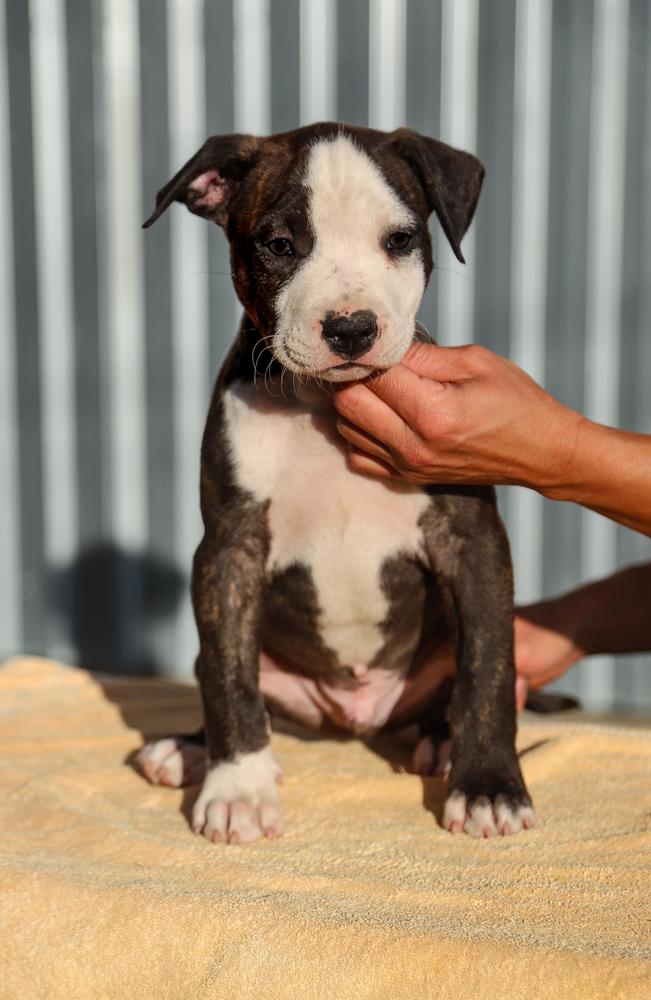 Larry of Overdose | American Staffordshire Terrier 