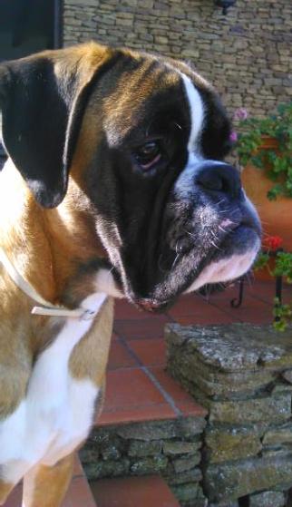 Izaro Boxer Del Mar | Boxer 