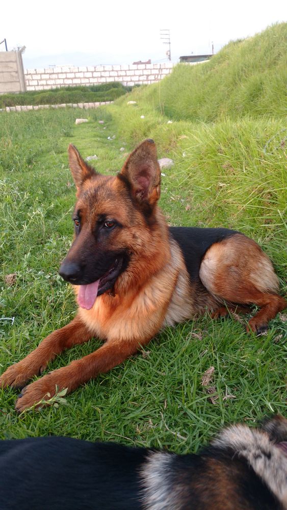 RAIZA VON BLITZVESAL | German Shepherd Dog 