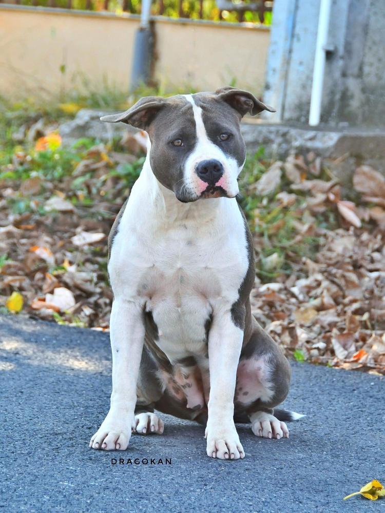 Dragokan Original Sin | American Staffordshire Terrier 