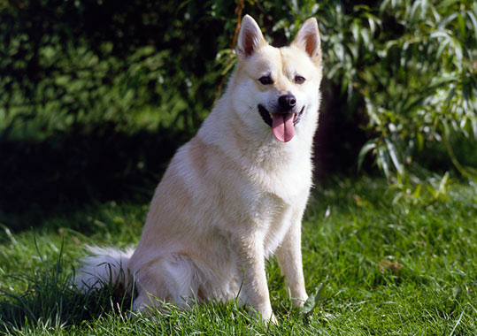 Norwegian Buhund