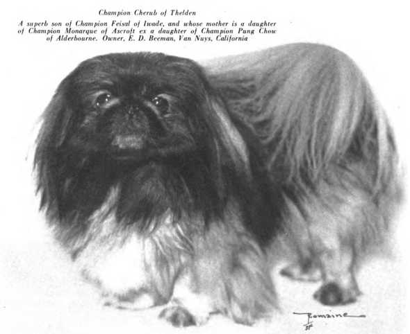 Cherub of Thelden | Pekingese 